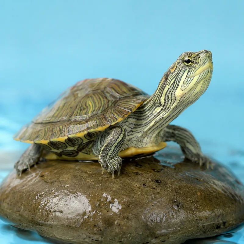 Small pet turtle on a wet stone against a sky blue background