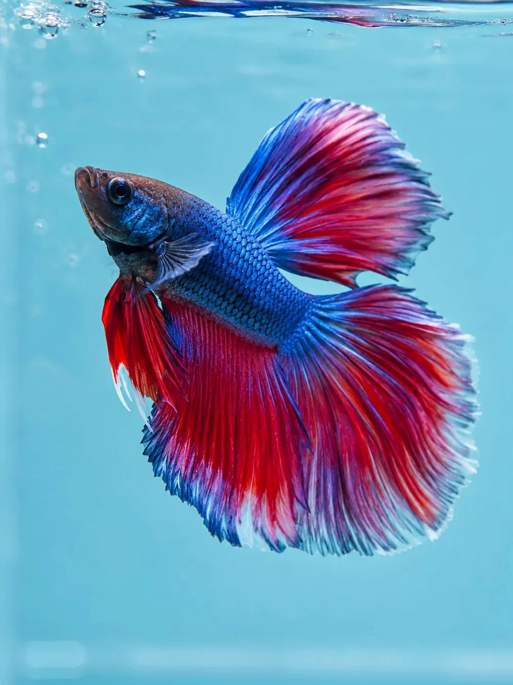 Betta fish